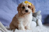 RUBY, a female Cavachon for sale in Baltic, OH – 5 of 10