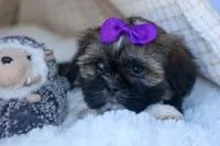 SADIE, a female Shih Tzu for sale in Baltic, OH – 10 of 10