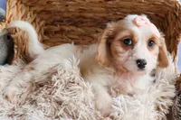 RHODA, a female Cavachon for sale in Baltic, OH – 7 of 10