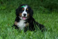 SCOUT, a male Bernese Mountain Dog for sale in Baltic, OH – 9 of 10