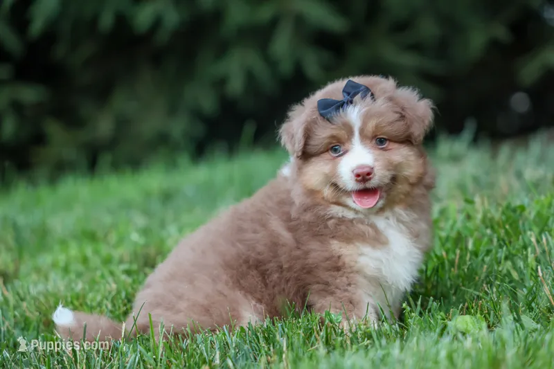 LUCKY – Miniature American Shepherd puppy for sale in Baltic, OH