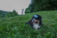 LINCOLN, a male Miniature American Shepherd for sale in Baltic, OH – 8 of 10