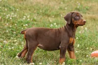 DOLLY, a female Doberman Pinscher for sale in Baltic, OH – 8 of 10