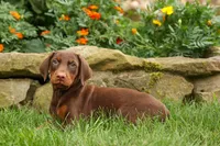 DASHER, a male Doberman Pinscher for sale in Baltic, OH – 6 of 10