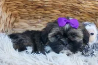 SADIE, a female Shih Tzu for sale in Baltic, OH – 4 of 10