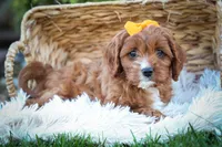 MAXY, a male Cavapoo for sale in Baltic, OH – 2 of 10
