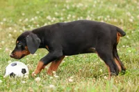 DIESEL, a male Doberman Pinscher for sale in Baltic, OH – 6 of 10