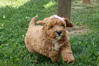NELLIE, a female Cavapoo for sale in Baltic, OH – 3 of 9