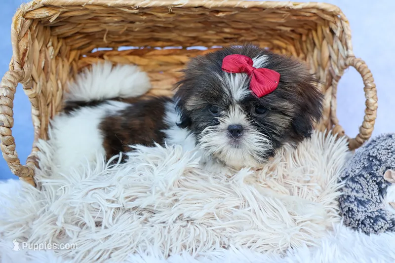 RACHEL – Shih Tzu puppy for sale in Baltic, OH