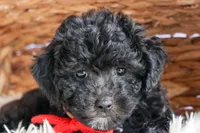 NOEL, a male Bichpoo for sale in Baltic, OH – 6 of 10
