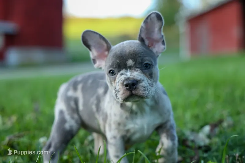 MINDY – Frenchton puppy for sale in Baltic, OH