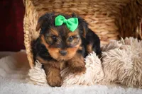 DUKE, a male Yorkshire Terrier for sale in Baltic, OH – 3 of 10