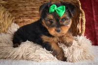 DUKE, a male Yorkshire Terrier for sale in Baltic, OH – 6 of 10