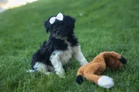 OWEN, a male Havapoo for sale in Baltic, OH – 9 of 10
