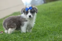 NOAH, a male Pembroke Welsh Corgi and Poodle - Miniature  for sale in Baltic, OH – 10 of 10
