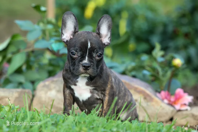 MISTY – Frenchton puppy for sale in Baltic, OH