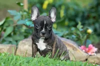 MISTY, a male Frenchton for sale in Baltic, OH – 1 of 10