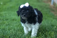OWEN, a male Havapoo for sale in Baltic, OH – 6 of 10