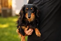 MURPHY, a male Miniature Dachshund for sale in Baltic, OH – 9 of 10