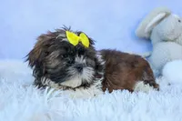 RUBBLE, a male Shih Tzu for sale in Baltic, OH – 7 of 10