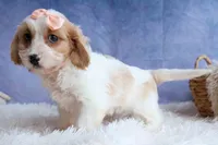RHODA, a female Cavachon for sale in Baltic, OH – 9 of 10