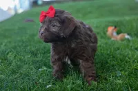 OLIVER, a male Havapoo for sale in Baltic, OH – 5 of 5