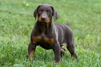 OSWALD, a male Doberman Pinscher for sale in Baltic, OH – 3 of 5