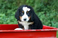 SADIE, a female Bernese Mountain Dog for sale in Baltic, OH – 4 of 10