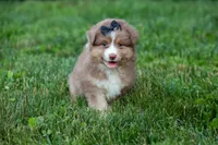 LUCKY, a male Miniature American Shepherd for sale in Baltic, OH – 9 of 9