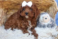 RHODA, a female Cavapoo for sale in Baltic, OH – 5 of 10