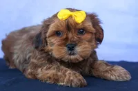 RANDY, a male Shorkie for sale in Baltic, OH – 7 of 9