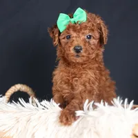 BUSTER, a male Poodle - Miniature  for sale in Baltic, OH – Photo 8 of 10