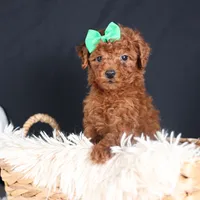 BUSTER, a male Poodle - Miniature  for sale in Baltic, OH – Photo 9 of 10