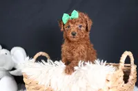 BUSTER, a male Poodle - Miniature  for sale in Baltic, OH – Photo 9 of 10