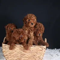 BUSTER, a male Poodle - Miniature  for sale in Baltic, OH – Photo 10 of 10