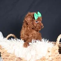 BUSTER, a male Poodle - Miniature  for sale in Baltic, OH – Photo 6 of 10
