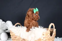 BUSTER, a male Poodle - Miniature  for sale in Baltic, OH – Photo 6 of 10
