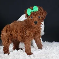 BUSTER, a male Poodle - Miniature  for sale in Baltic, OH – Photo 4 of 10