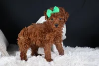 BUSTER, a male Poodle - Miniature  for sale in Baltic, OH – Photo 4 of 10