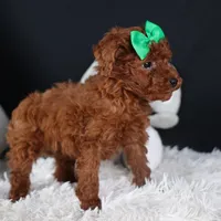 BUSTER, a male Poodle - Miniature  for sale in Baltic, OH – Photo 2 of 10