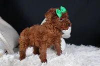 BUSTER, a male Poodle - Miniature  for sale in Baltic, OH – Photo 2 of 10