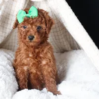 BUSTER, a male Poodle - Miniature  for sale in Baltic, OH – Photo 7 of 10
