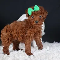 BUSTER, a male Poodle - Miniature  for sale in Baltic, OH – Photo 5 of 10