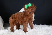 BUSTER, a male Poodle - Miniature  for sale in Baltic, OH – Photo 5 of 10