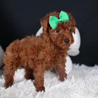 BUSTER, a male Poodle - Miniature  for sale in Baltic, OH – Photo 3 of 10