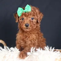BUSTER, a male Poodle - Miniature  for sale in Baltic, OH – Photo 1 of 10