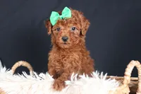 BUSTER, a male Poodle - Miniature  for sale in Baltic, OH – Photo 1 of 10