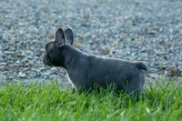 MILO, a male Frenchton for sale in Baltic, OH – 2 of 9