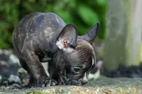 MISTY, a male Frenchton for sale in Baltic, OH – 5 of 10