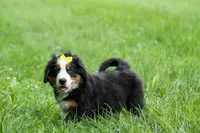 SAMSON, a male Bernese Mountain Dog for sale in Baltic, OH – 5 of 10